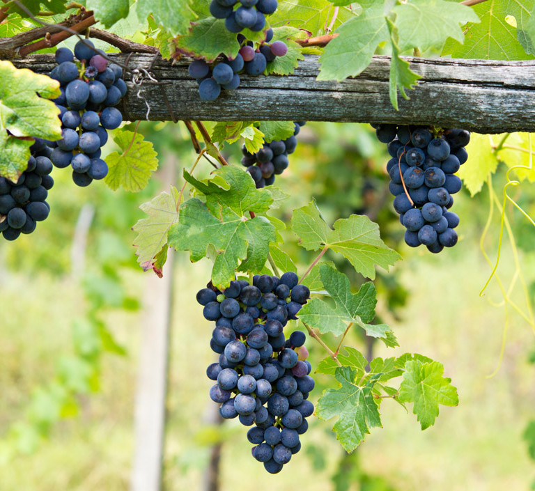 rsu-piedmont-wineyards