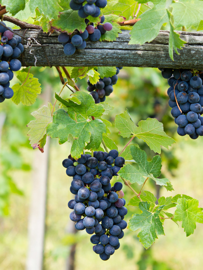 wineyards in Langhe and Piedmont in Italy